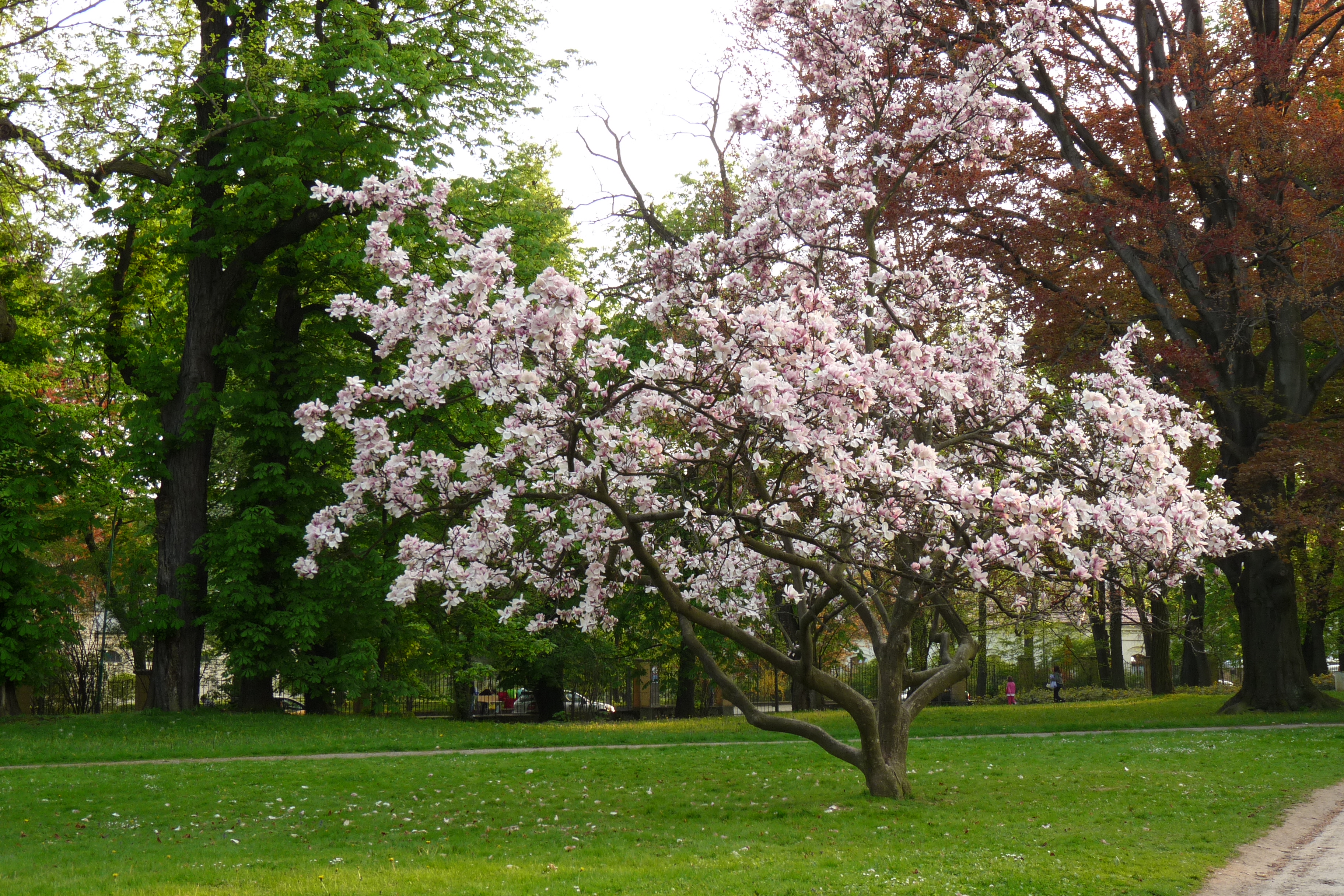 Magnolia soulangeana